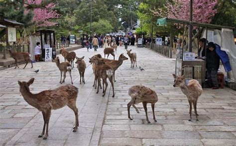 Messengers of the gods: 1,400-year religious protection of sika deer in ...