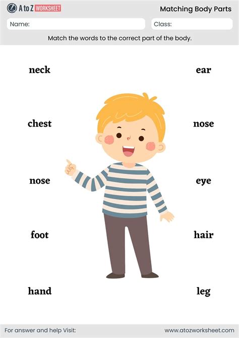 Body Parts Matching Worksheet (11+ Free Printable PDF) - A to Z Worksheet