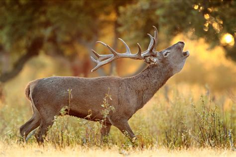 Una región singular y sorprendente a menos de una hora de Madrid | Vino ...