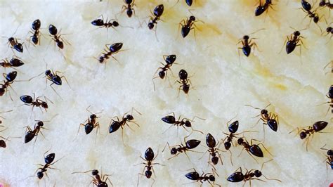 How to Prevent a Sugar Ant Infestation in Your Home – Bug-A-Way