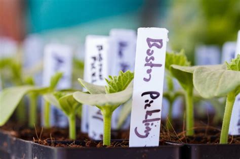Local Farmers 的图像结果
