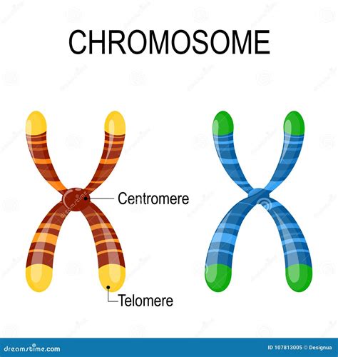 Chromosomes with Centrosomes and Telomeres Stock Vector - Illustration ...