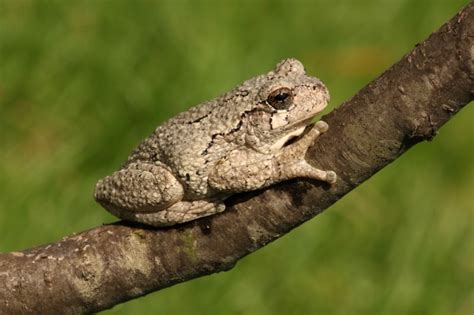 Image result for Common Gray Tree Frog