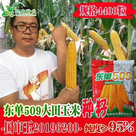 东单6531玉米种子在宁夏产