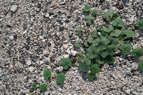 Common Weeds Growing In Gravel - How To Remove Weeds In Gravel Driveway ...