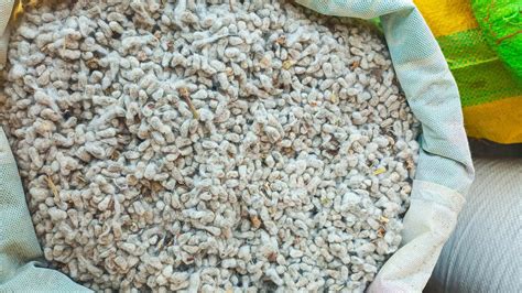Researchers Develop Cottonseed Oil-Based Fabric Finish to Replace ...