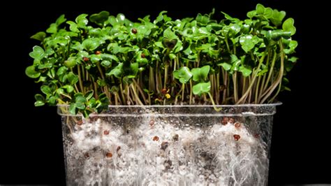 WHY IS PAPER TOWEL METHOD BETTER THAN SOIL GERMINATION for seeds ...