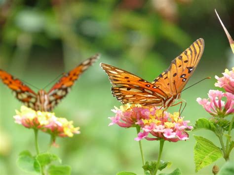 Butterfly Attracting Annuals