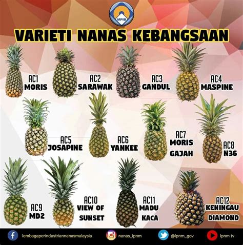 Different Names for Pineapples in Different Languages