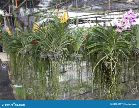 Two Bush Varieties of Orchids DENDROBIUM and Cycnoches Hanging in the ...