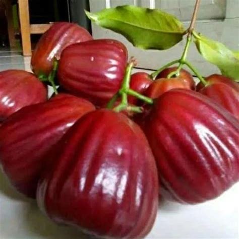 Dalhari Chamba Live plant (Syzygium Samarangense) – veliyathgardens