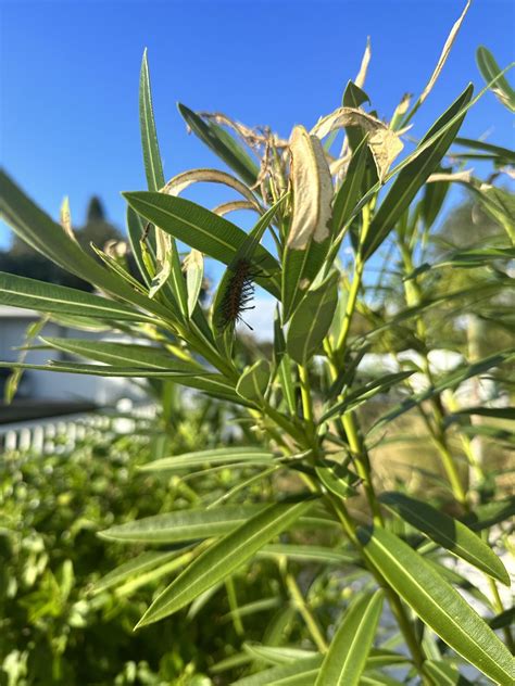 Killing caterpillars wrong? : r/plants