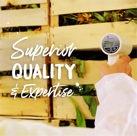 Buy Boiron Calcarea Sulphurica 6C, 80-Pellet Tube, Homeopathic Medicine ...