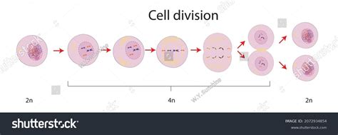Image result for Scnt Cell Reprogramming
