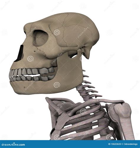 Australopithecus Sounds 的图像结果