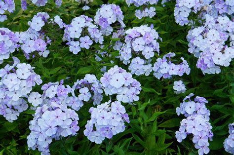 Phlox paniculata 'Younique Old Blue' - 2026 – Lincspplants
