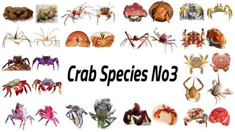 Image result for Class Crustacea