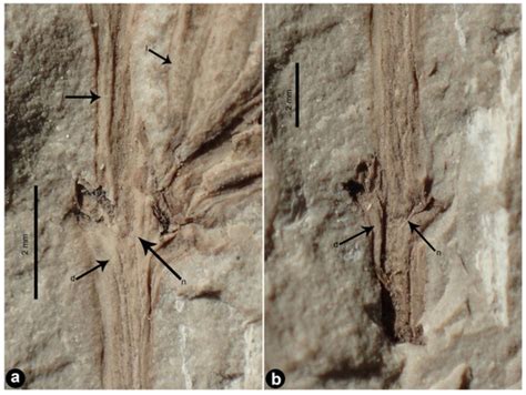 A New Gnetalean Macrofossil from the Mid-Jurassic Daohugou Formation