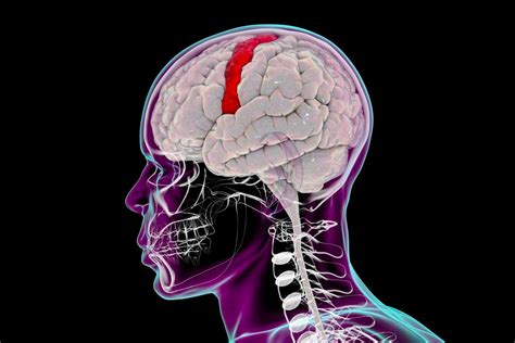 Brain Function Map 的图像结果