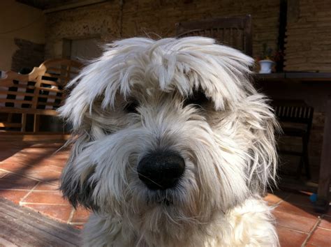 Lovely Polish Lowland Sheepdog photo and wallpaper. Beautiful Lovely ...