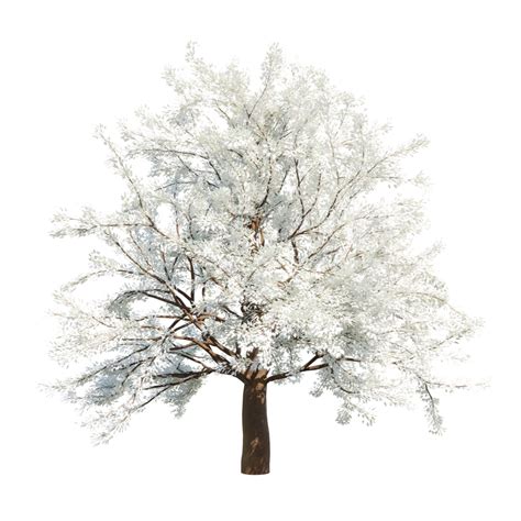 3d Oak Tree With White Leaf, Tree, Leaf, Sakura PNG Transparent Clipart ...