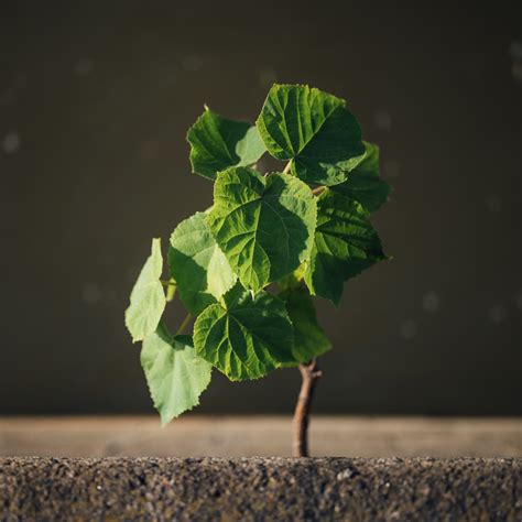 Download wallpaper 2780x2780 sprout, leaves, branch, macro, green ipad ...