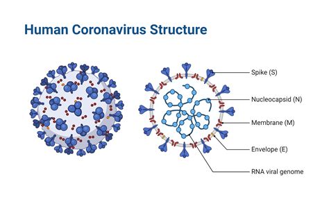 Human Coronavirus Structure | BioRender Science Templates