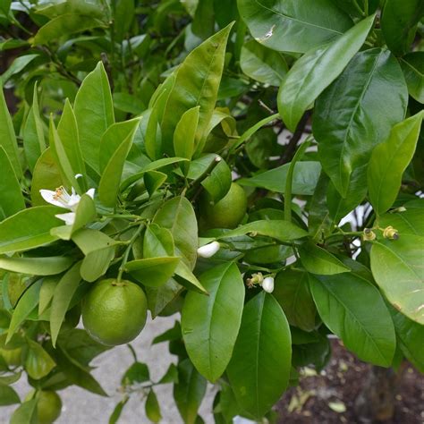 SALTRAM (NATIONAL TRUST) (2025) All You Need to Know BEFORE You Go ...