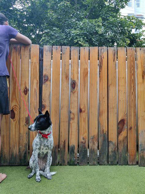 thePack.in Reviews: Becky's Bow Wow House, Banashankari | Dog Boarding ...