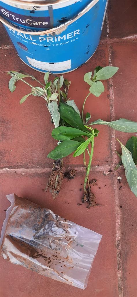 Barleria cristata lavender / Dark Philippine violet / December flower ...