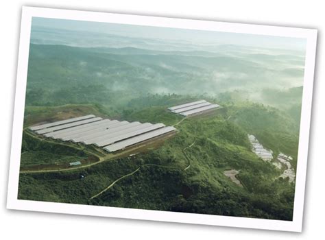 Malaysia’s palm oil environmental leadership | Global Oil & Fats ...