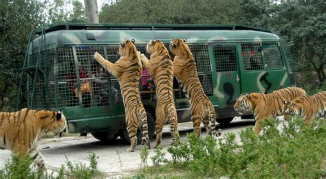 上海野生动物园2020年3月16日恢复开放 最强攻略来了_大河票务网