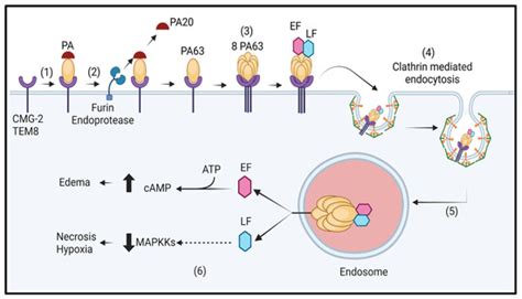 Anthrax: Transmission, Pathogenesis, Prevention and Treatment