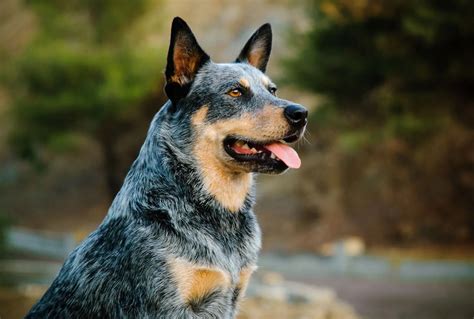 20 Unbelievable Facts About Australian Cattle Dog - Facts.net