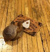 Image result for Cursed Snail Animals