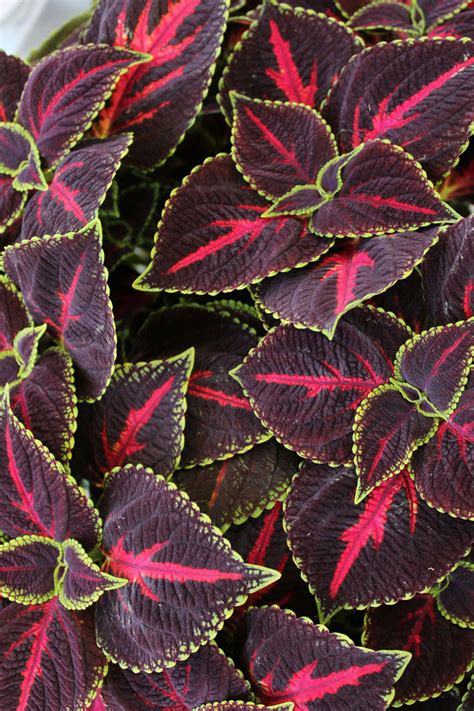 The Coleus Guide – Plant Detectives