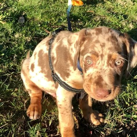 Catahoula Leopard Dog For Sale | Available Catahoula Puppies For Sale ...