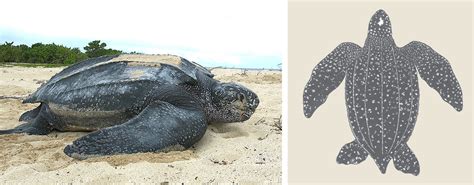 Sea Turtle Types 的图像结果