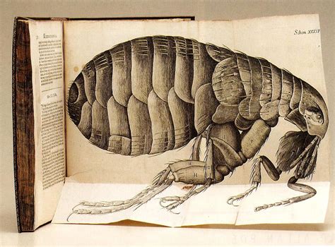 Robert Hooke, Micrographia,1665 | Scientific drawing, Scientific ...