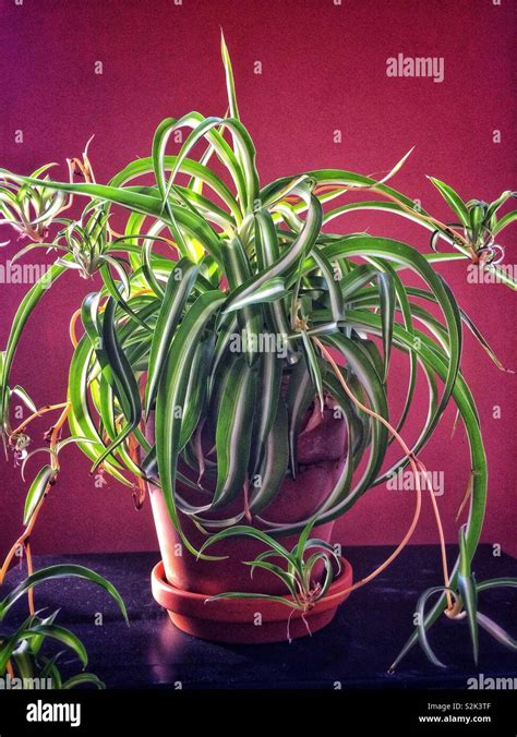 Image result for Plantlets Examples