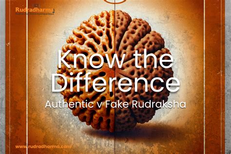 Authentic vs. Fake Rudrakshas | Market Flooded with Fake Rudrakshas ...