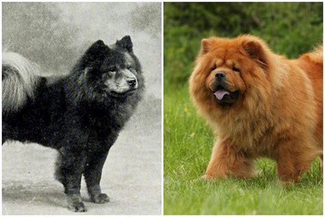 Image result for First Breeding Dogs