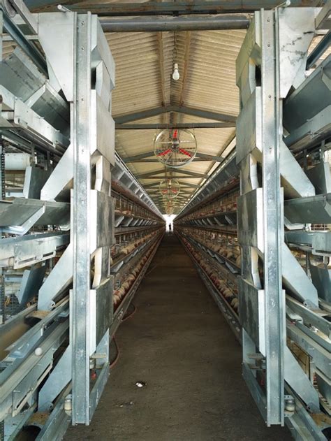 Layer H Frame Automatic Cage Manufacturer, Supplier from Mumbai