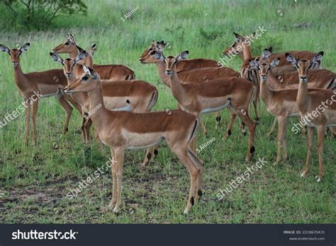 Herd Antelope South African Savanna Stock Photo 2218670431 | Shutterstock