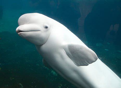 新生白边海豚Baby亮相啦！|动物文化
