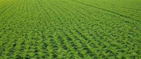 Top 10 Ground Cover Fodder Crops for Sustainable Farming: Boost Soil ...