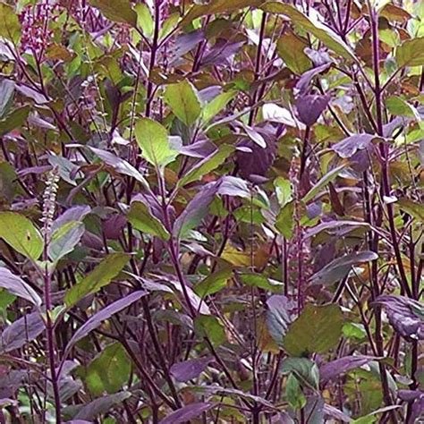 Growing Plants Krishna Tulsi Plant Holy Basil Ocimum Tenuiflorum (Black ...