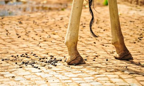 Image result for Giraffe Poop Facts