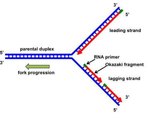 Labelled Diagram Of Dna Replication