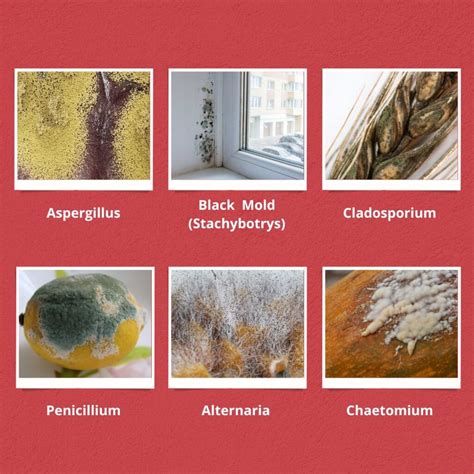 6 Types Of Mold Found In Florida Homes - Waypoint Property Inspection